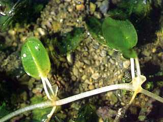 卵葉鹽藻