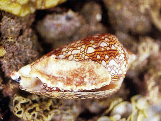 織錦芋螺