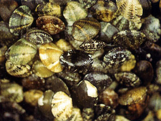 海瓜子簾蛤