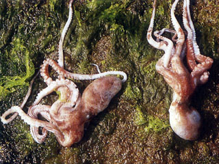 澎湖章魚的一種