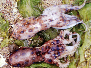 豹斑章魚