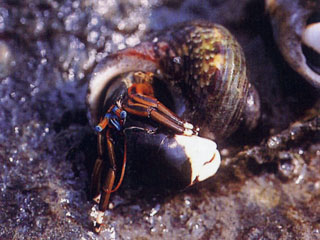 光螯硬殼寄居蟹