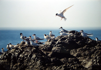 燕鷗是澎湖常見的夏候鳥