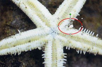 白瓷螺寄生在海星身上