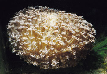 海中珊瑚