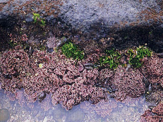 異邊孢藻