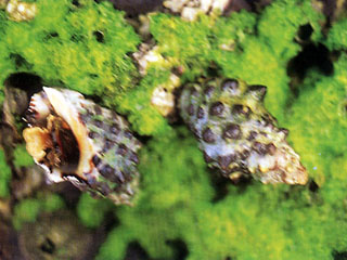 蚵岩螺