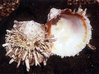 山羊海菊蛤