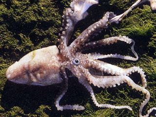 扁船蛸