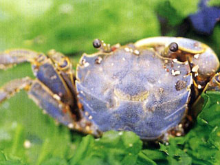 台灣厚蟹
