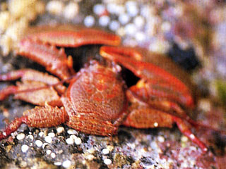 大紅岩瓷蟹