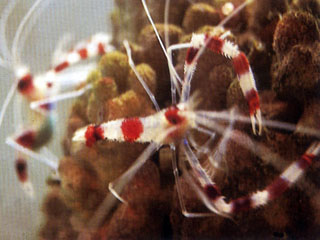 櫻花蝦