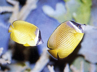 條紋蝶魚