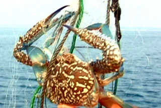 捉螃蟹的網