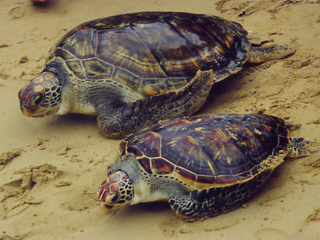 綠蠵龜會洄游到出生地產卵