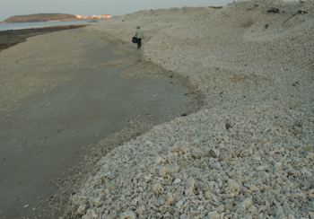 砱仔和貝殼類殘骸構成的沙灘