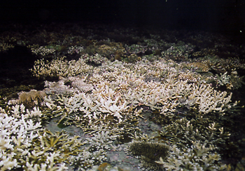 珊瑚淺坪是珊瑚群聚的生態體系