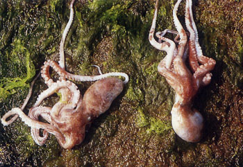澎湖章魚