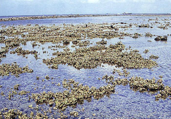 珊瑚淺坪區