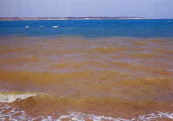 沉積污染─陰陽海
